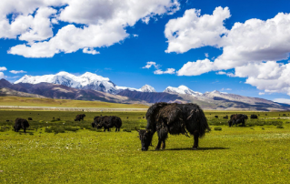雪域高原上的耕作者